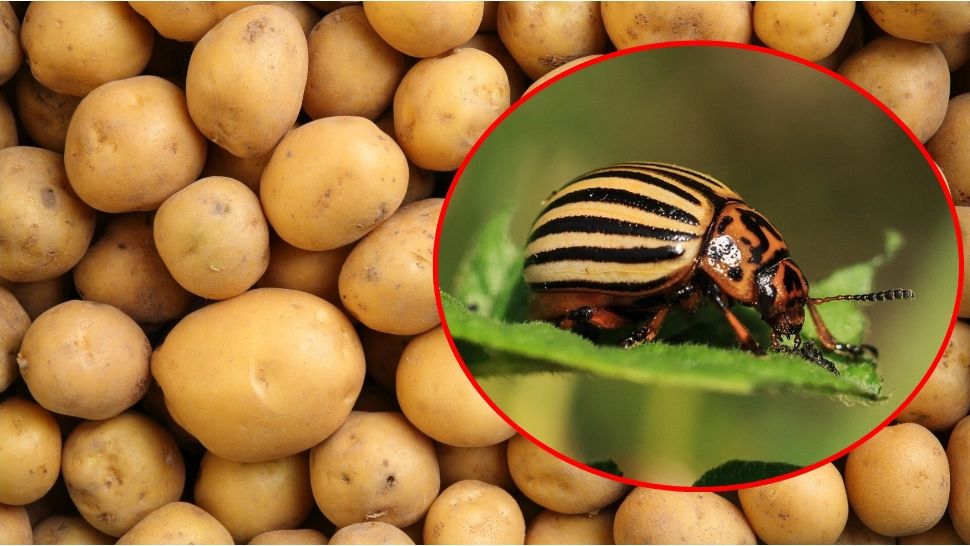 Cum scapi de gândacul de Colorado din cartofi. Metoda naturală pentru o recoltă sănătoasă și bogată