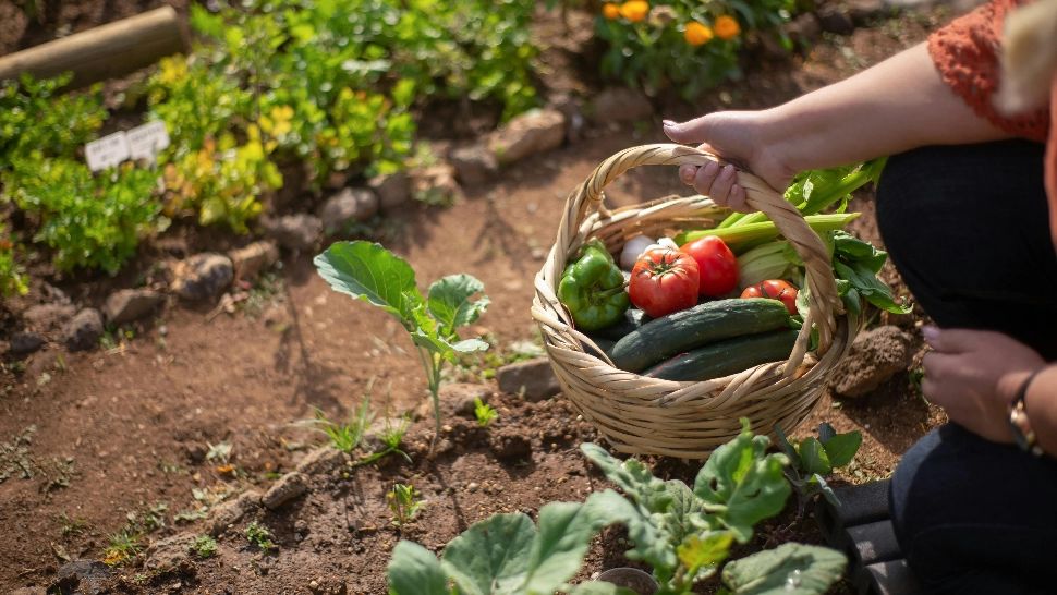 De ce NU trebuie să mai arunci cojile de ouă! Iată ce poți face cu ele și cât de utile pot să fie în grădină!