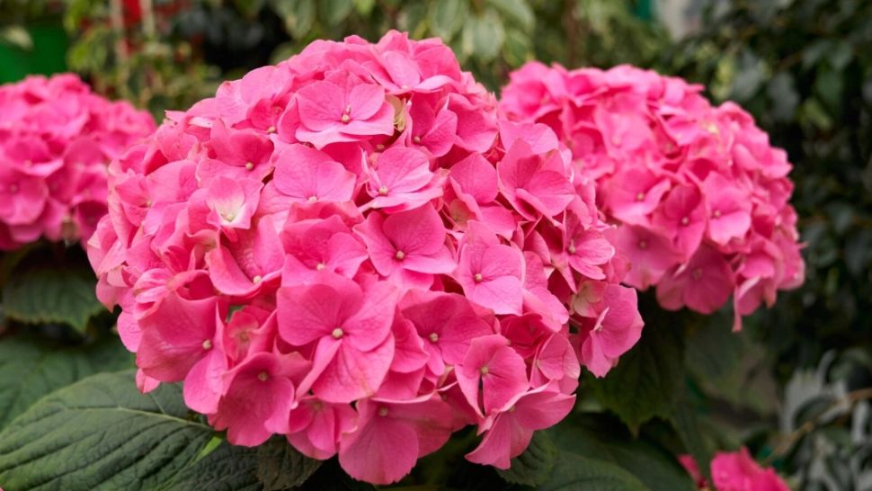 Ce pun gădinarii cu experiență la rădăcina hortensiilor după ploaie, ca să își păstreze culoarea intensă
