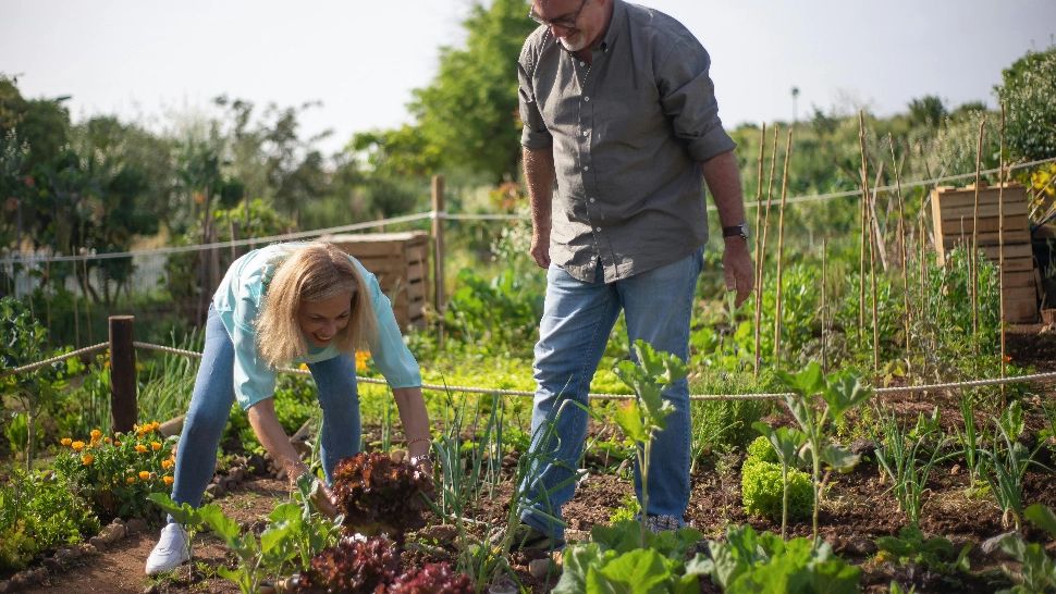 Cinci persoane au fost condamnate după au stropit, cu bună știință, legumele cu substanțe chimice nocive