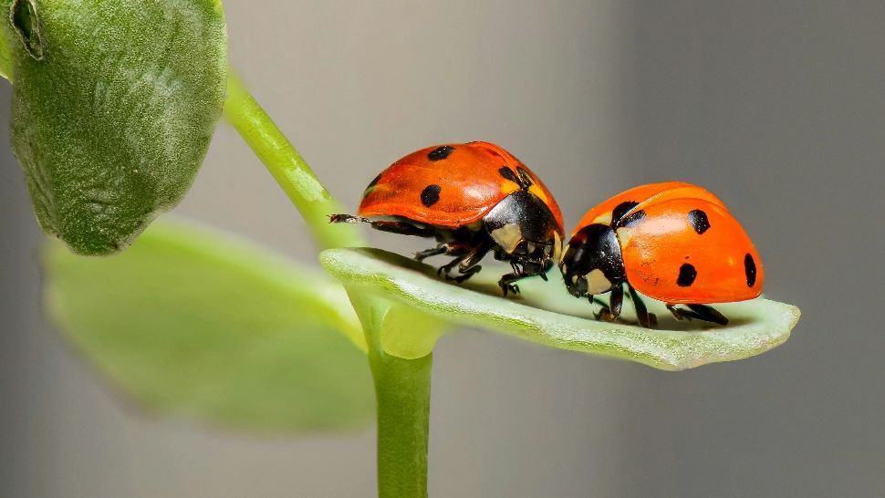 Insectele pe care ar trebui să le protejezi dacă le vezi în grădina ta. Au un rol esențial în combaterea dăunătorilor