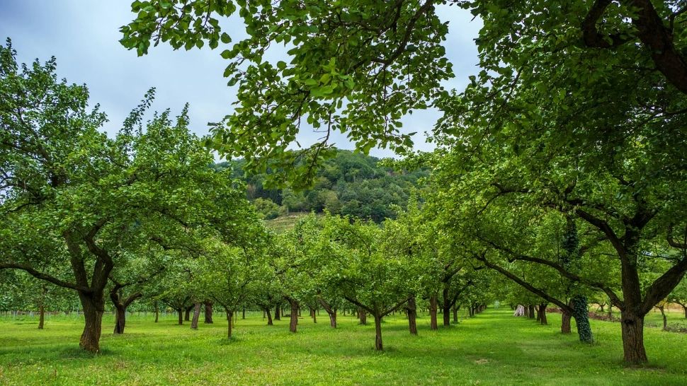 Cum să-ți îngrijești pomii fructiferi în iunie pentru o recoltă bogată: soluția naturală care ține dăunătorii la distanță