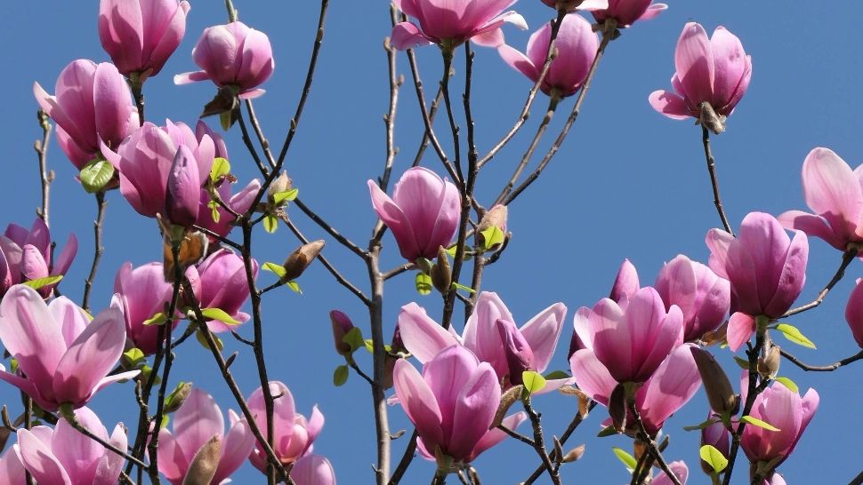 Când poți muta magnolia în alt loc, ca să se prindă. Sfaturi de la specialiști, pentru toți iubitorii acestui arbore