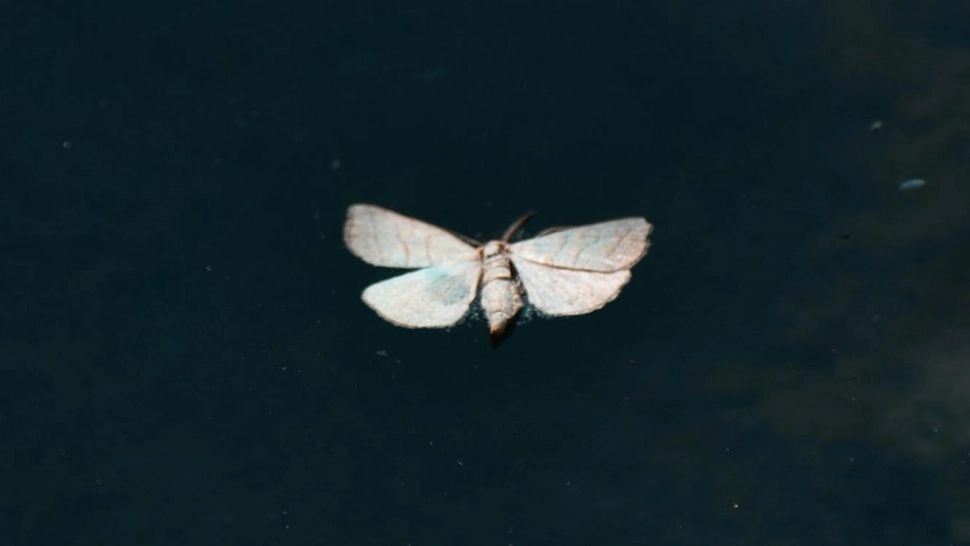 Soluții naturale pentru a scăpa de moliile din locuință. Trucuri la îndemâna oricui