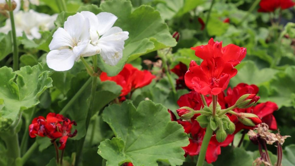 Cum să ai mușcatele inflorite toată vara. Sfaturi importante de care trebuie să ții cont