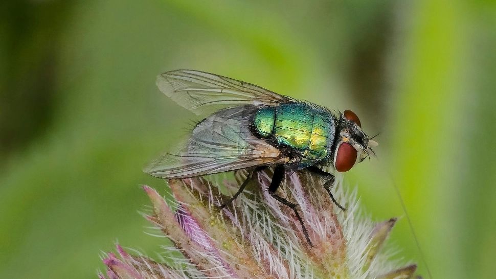 Leguma care ține insectele la distanță. Mirosul pe care îl emană alungă muștele. Trebuie doar să o ții pe pervazul geamului