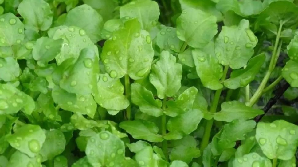 Superalimentul de sezon mai bogat în vitamina C decât portocalele. Perfect pentru cei care vor să își detoxifice organismul și să scadă în greutate