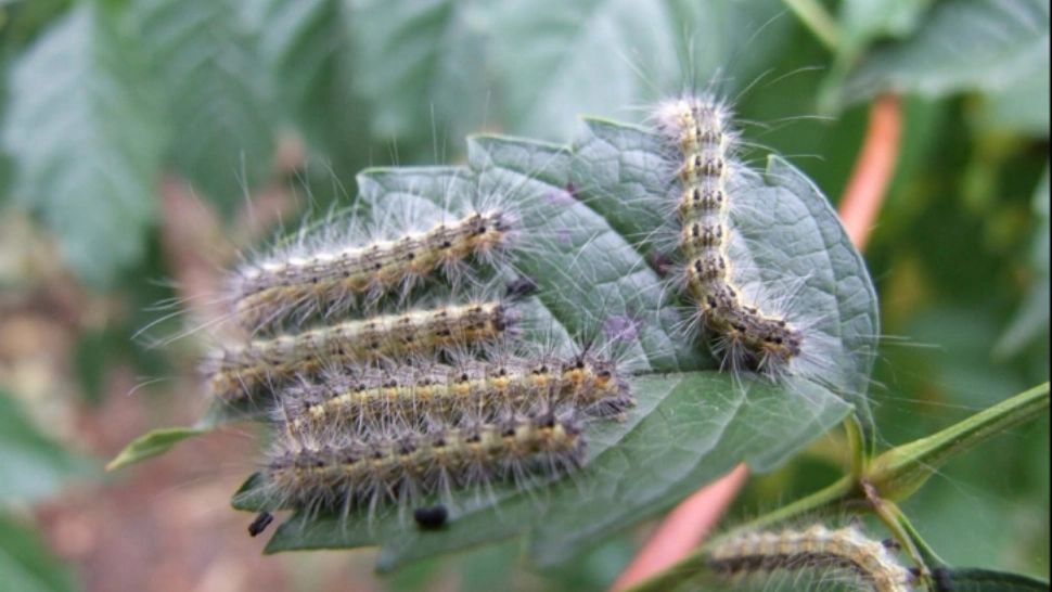 Cum scapi de omizi rapid și eficient. Soluțiile ieftine și la îndemână pe care doar grădinarii iscusiți le cunosc