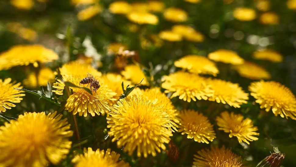 De ce trebuie să cultivi în această perioadă rădăcina de păpădie. Ce beneficii are, de fapt. Sigur nu știai asta!