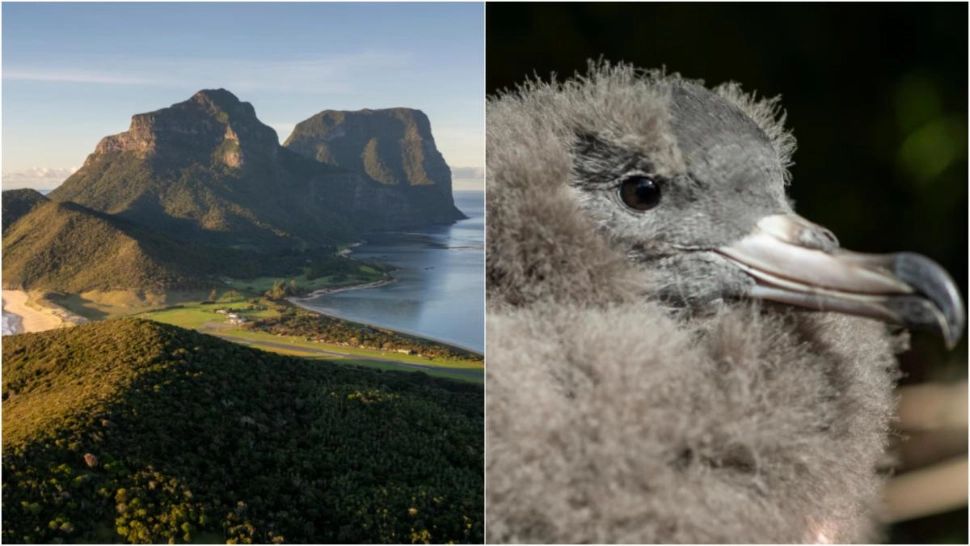 Insula sinistră: păsări marine „umplute cu plastic” scot sunete stranii la atingere. Un semnal de alarmă pentru întreaga planetă