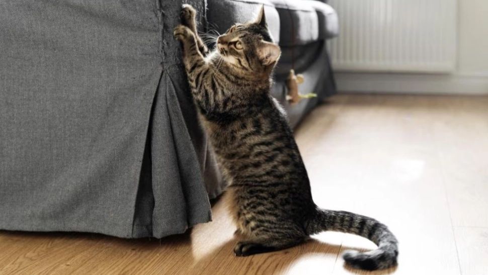 Trucul banal care ține pisicile la disanță de mobila din casă. Nu vei mai vedea nicio zgârietură 