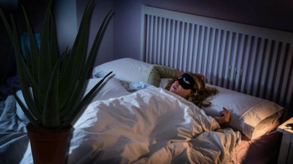 Planta care te ajută să ai un somn odihnitor. Vei respira mult mai bine atunci când dormi 