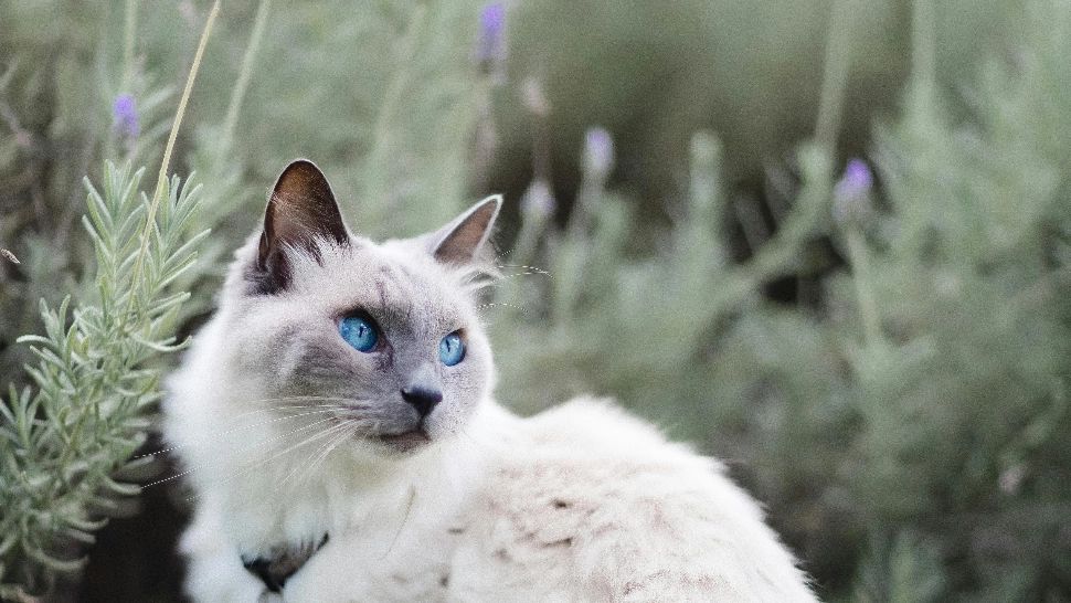 Plante toxice pentru pisici. Sigur le ai și tu în locuința ta. La ce flori trebuie să renunți dacă ai animale de companie