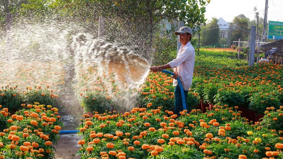 Cu ce trebuie să uzi plantele pentru a stimula înflorirea. Sfaturi de la specialiști