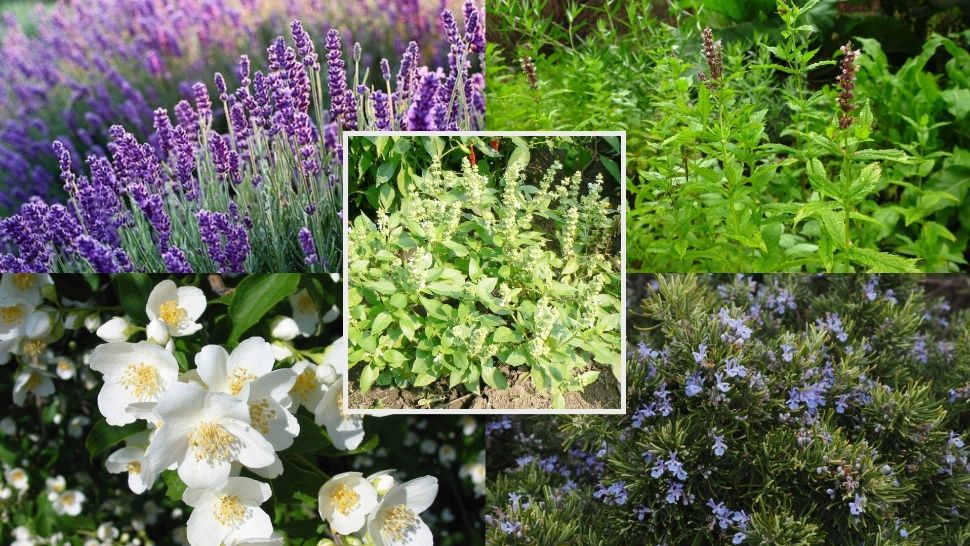 Cum scapi de țânțari și alte insecte. Cele cinci plante pe care trebuie să le ai în casă vara 