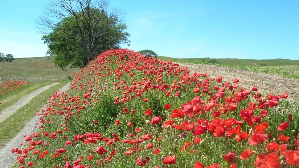 Cum va fi vremea în iunie 2025? Meteorologii anunță o lună călduroasă și secetoasă în aproape toată țara