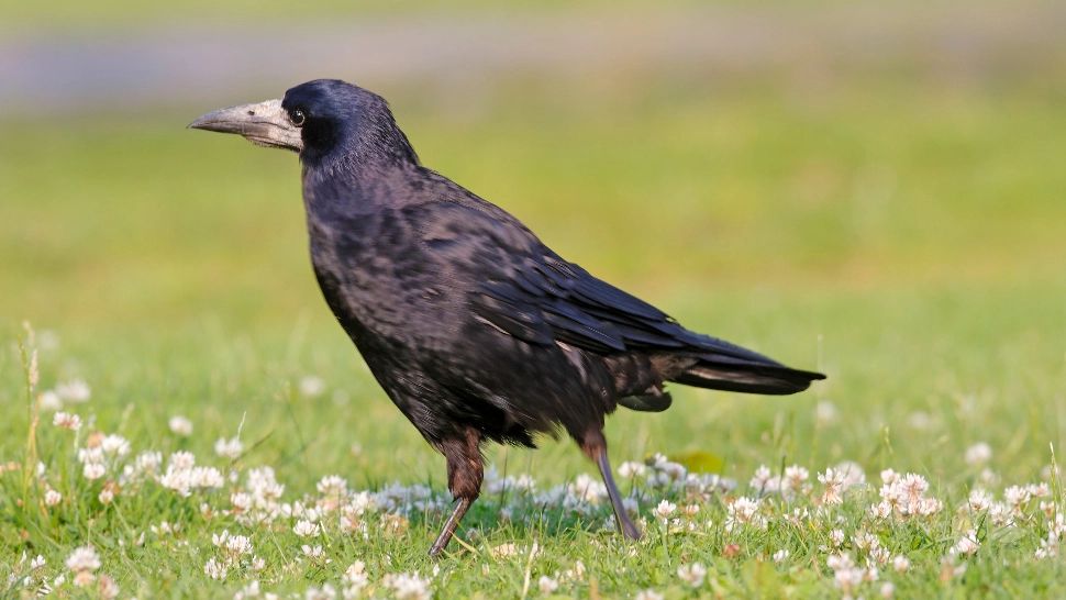 Zeci de hectare de culturi agricole, distruse de CIORI! Fermierii sunt disperați