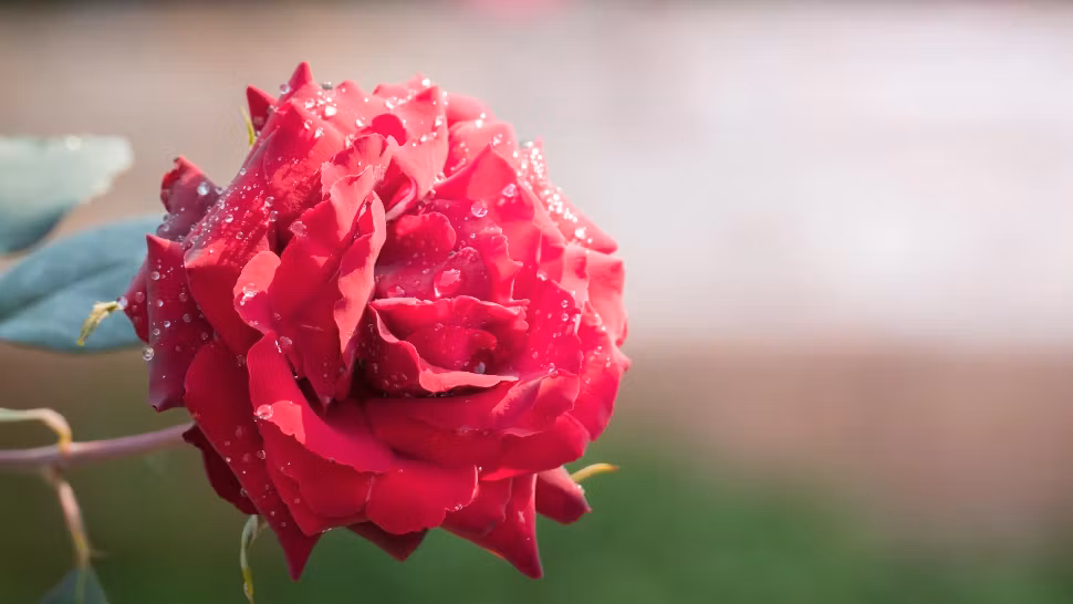 Ce să pui la rădăcina trandafirilor din curte, imediat după ploaie. Doar adevărații grădinari cunosc aceste trucuri