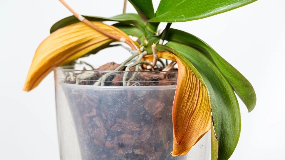 De ce îngălbenesc frunzele orhideelor? SECRETUL se ascunde în modul cum sunt îngrijite