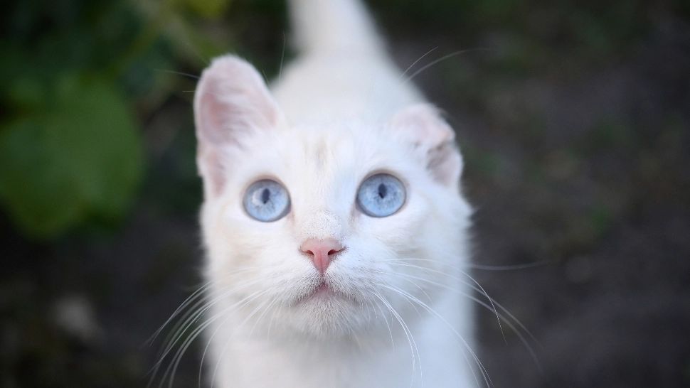 Curiozități despre pisici: de ce au unele feline au o ureche „crestată”? Explicația la care nu te-ai fi gândit niciodată: ce semnifică, de fapt