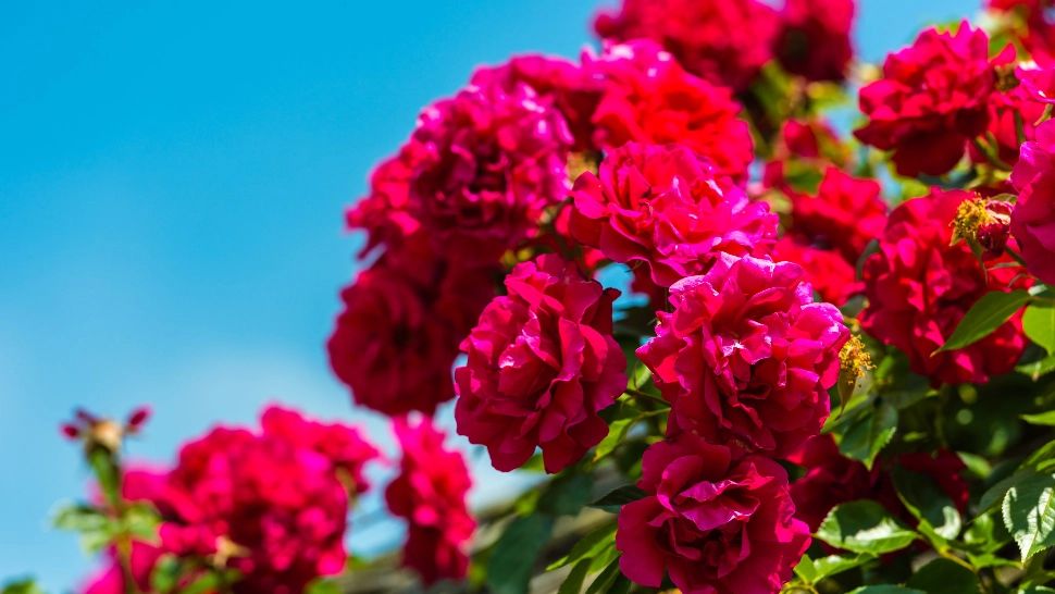 Trucul uimitor pentru înmulțit trandafirii în luna iunie. Doar grădinarii cu experiență îl cunosc