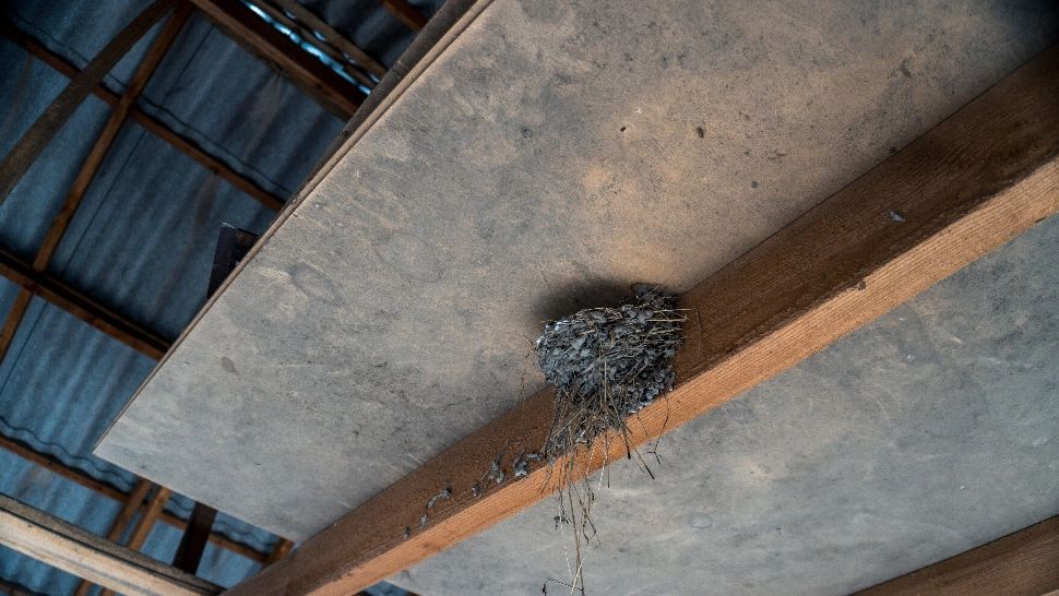 Cum să împiedici păsările să-și facă cuib în curtea sau pe lângă casa ta. Soluția ingenioasă care te scapă de bătăi de cap