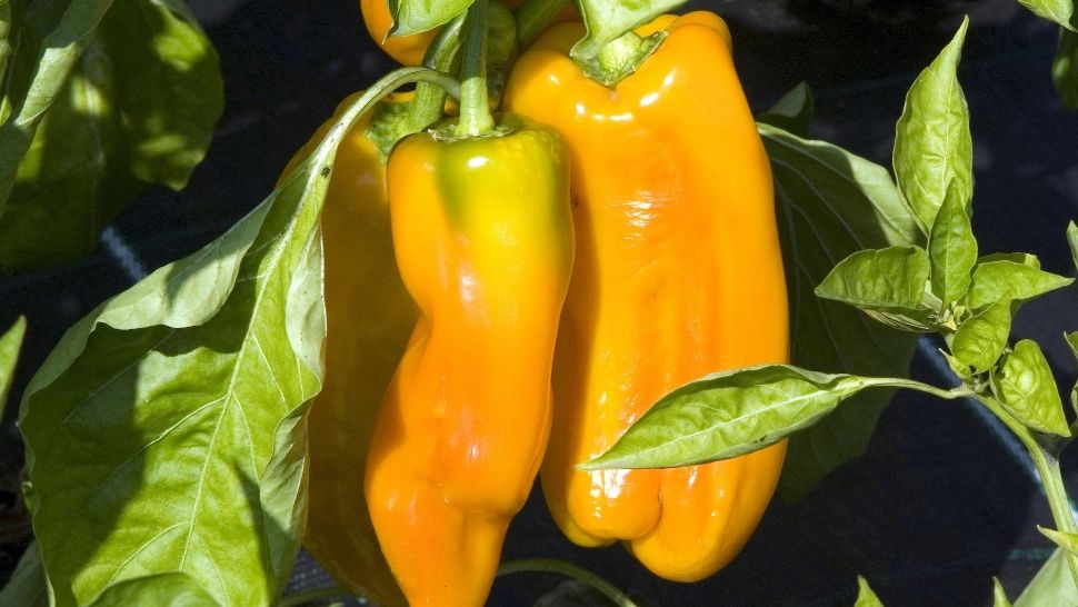 Cum să crești ardeii de gradină mai repede. Trucul știut doar de marii grădinari: acum îl poți folosi și tu