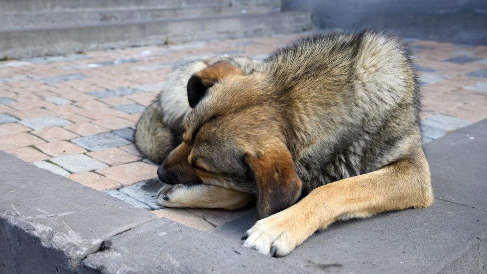  Polițiștii din Suceava au reținut un bărbat care a împușcat un câine fără stăpân