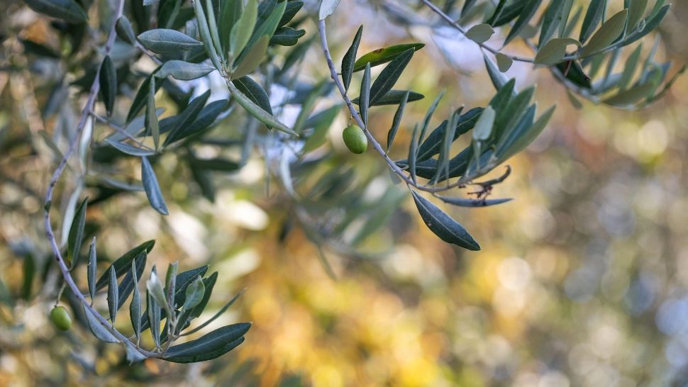 Planta biblică miraculoasă. Frunzele sale au beneficii uimitoare pentru sănătate: cum o poți folosi și tu 