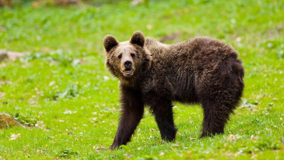 Turistă străină, rănită de un urs, în zona barajului Vidraru: cum se simte femeia