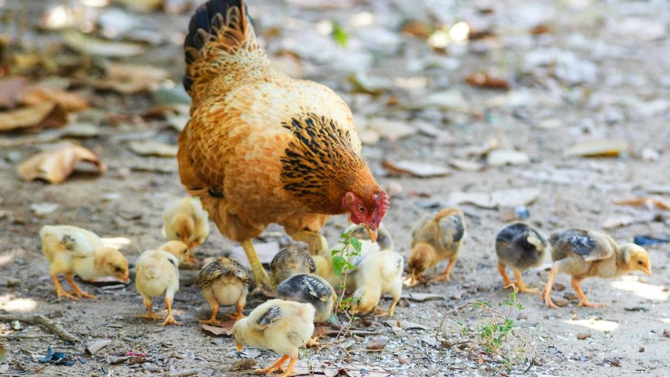 Ce puneau bunicii în mălaiul puilor ca să fie feriți de boli. Antibiotice naturale care vor menține păsările de curte sănătoase