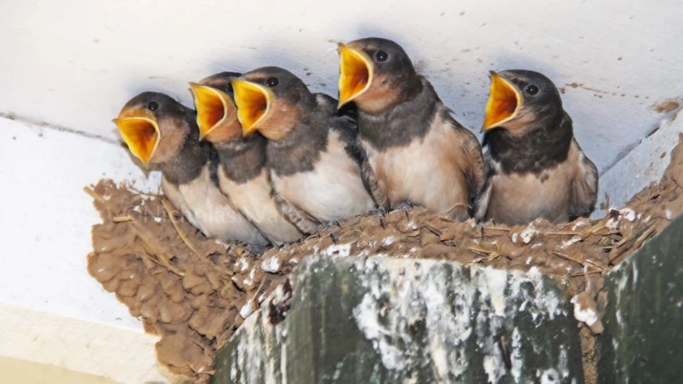 De ce nu trebuie să distrugi cuiburile rândunelelor. Rolul lor benefic, dincolo de superstiții