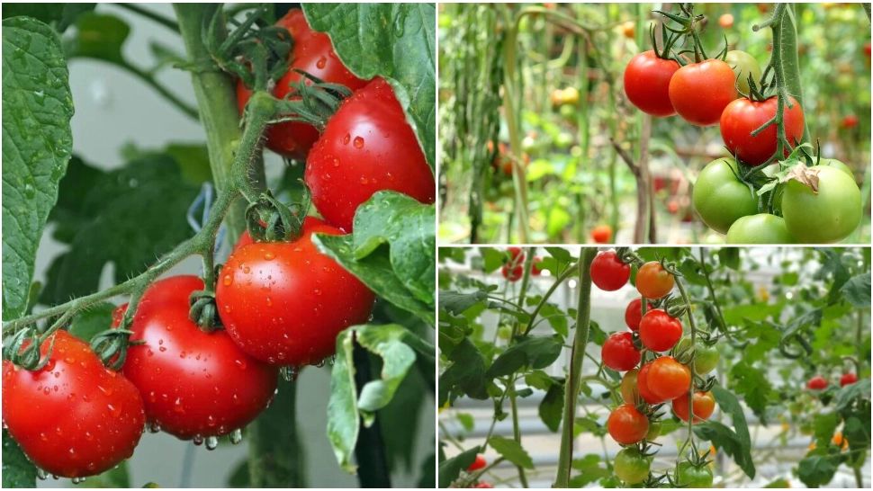 Ce trebuie să faci ca roșiile din grădina ta să aibă un gust deosebit. Planta secretă pe care legumicultorii o folosesc 