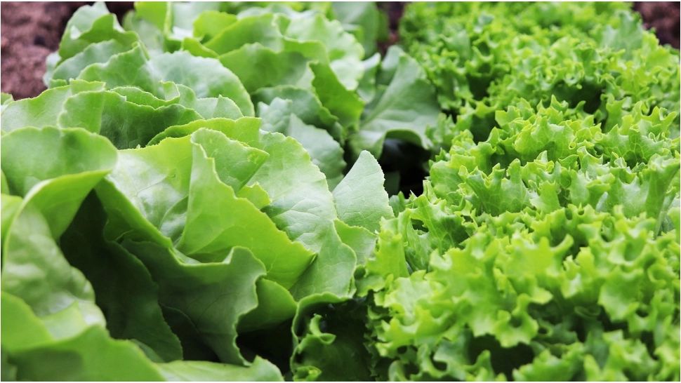 Ingredientul pe care trebuie să îl pui la salata verde, astfel încât să nu se îngălbenească. Trucul secret al legumicultorilor 