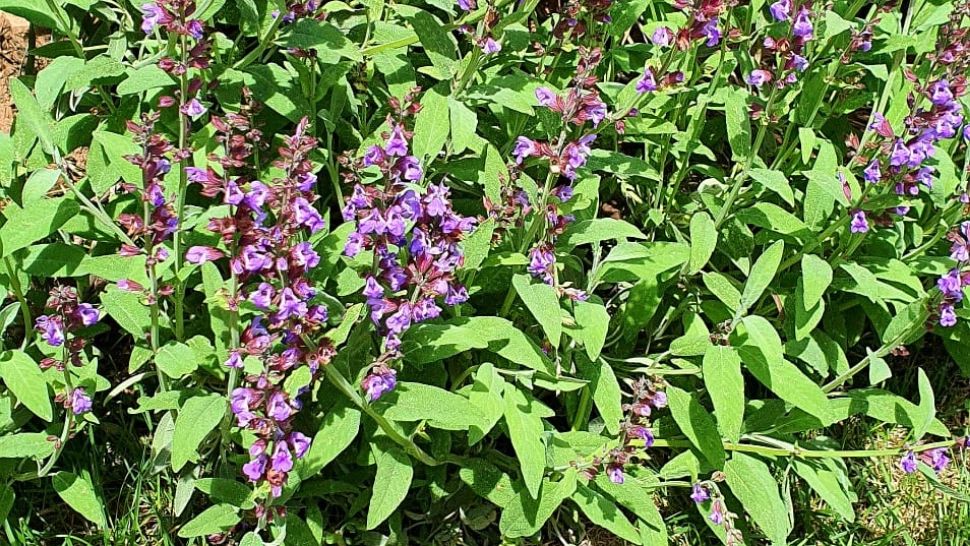 Planta sacră pe care trebuie să o ai în grădină. Salvează vieți și este apreciată încă din antichitate. În luna mai este sezonul ei de înflorire