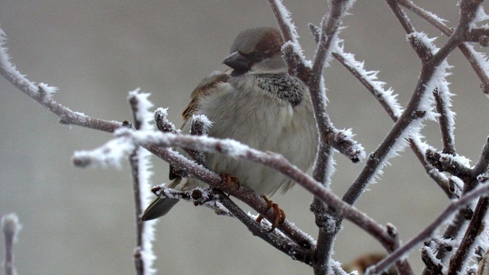 Temperaturi de groază: ninge în mai multe zone din țară. Directorul ANM, Florinela Georgescu, spune cât va dura episodul de iarnă de la mijlocul lunii mai
