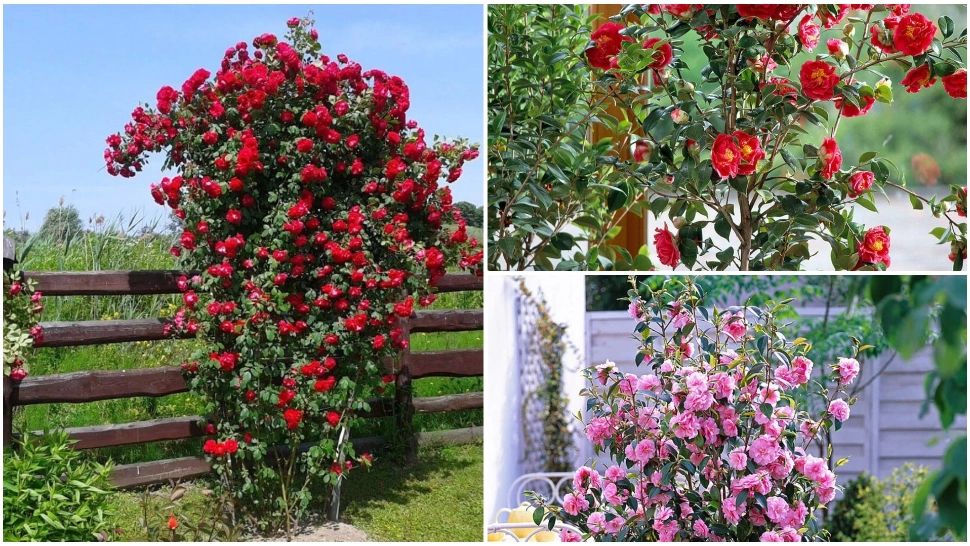 Trucul care te scapă de puricii de pe trandafirul japonez. Secretul grădinarilor cu experiență a ieșit la iveală