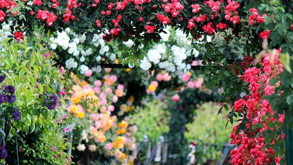 Ingredientul minune care ajută trandafirii să înflorească toată toamna. Cu siguranță îl ai în bucătărie 