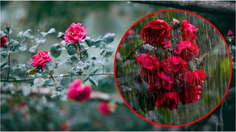 Ce trebuie să pui la rădăcina trandafirilor, imediat după ce plouă. Trucul care îi va ajuta să aibă flori multe și rezistente 
