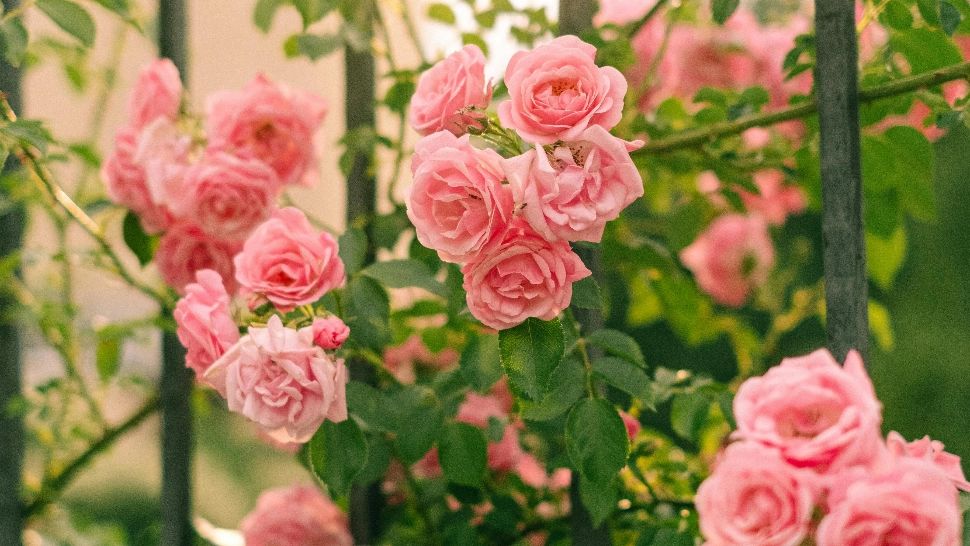 Ingredientul din bucătărie, care te scapă de făinarea trandafirilor. Se aplică simplu și îți va salva florile de dăunători