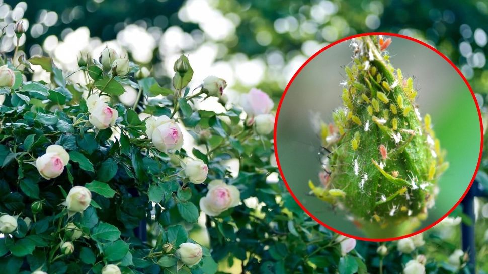 Cum scapi de păduchii care atacă trandafirii. Șapte soluții naturale, simple și extrem de eficiente 