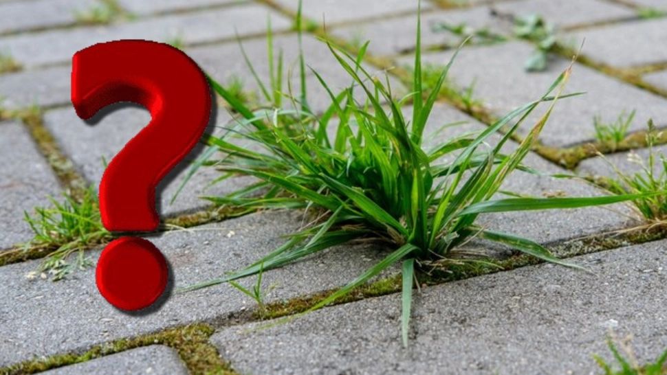 Cum scapi de buruienile care cresc între dalele din curte. Trucul ieftin și eficient pe care trebuie să îl știi