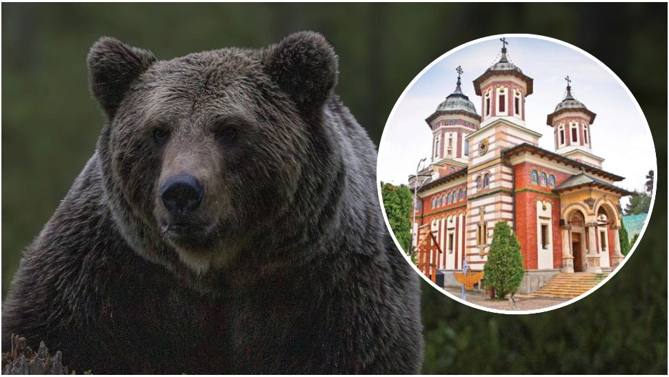 Un urs a fost văzut în curtea mănăstirii Sinaia. A fost emis un mesaj RO-Alert 