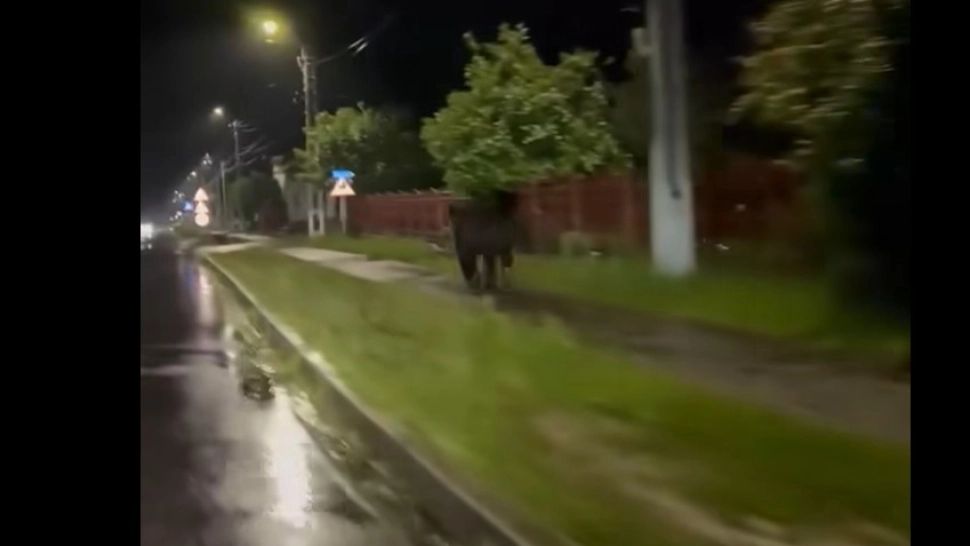 Imagini virale. Urs filmat în timp ce alerga nestingherit pe străzile unui sat din Argeș VIDEO