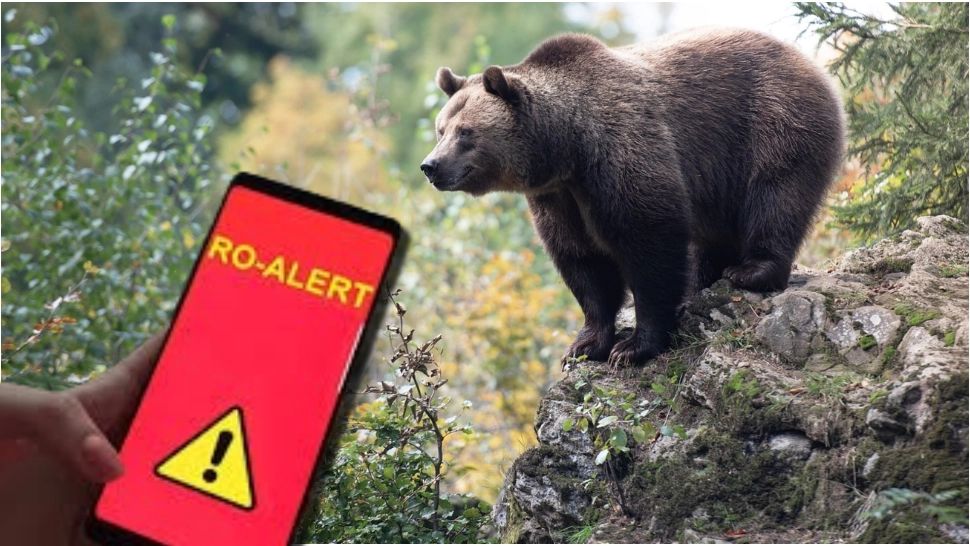 Alertă de urs în localitatea prahoveană Provița de Jos! Animalul se plimbă nestingherit pe stradă: a fost emis RO-Alert