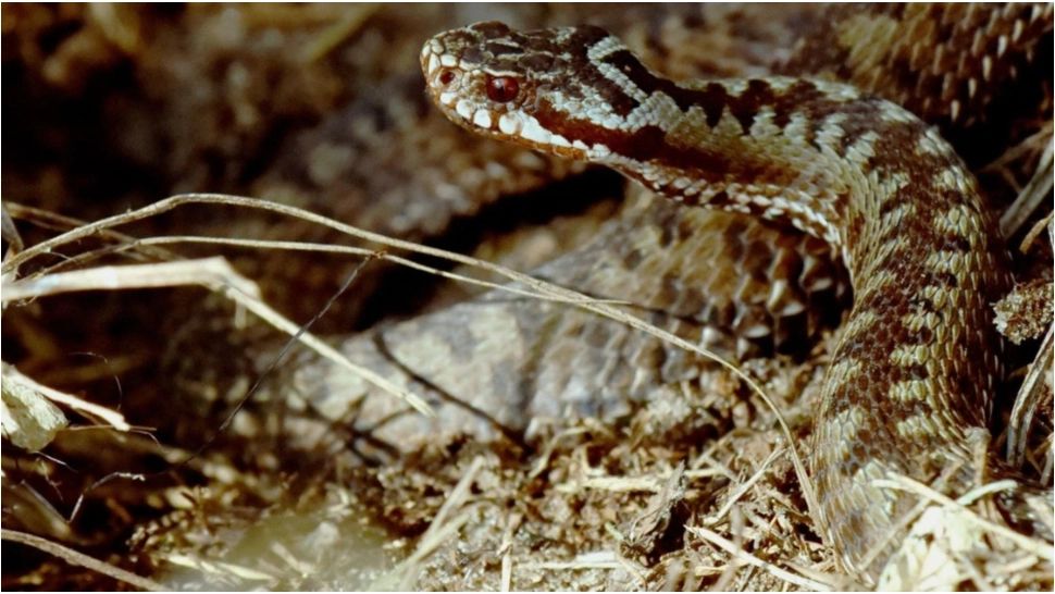 Alertă în județul Suceava! Jandarmii au intervenit, după ce viperă şi-a făcut apariţia în apropierea unei pensiuni