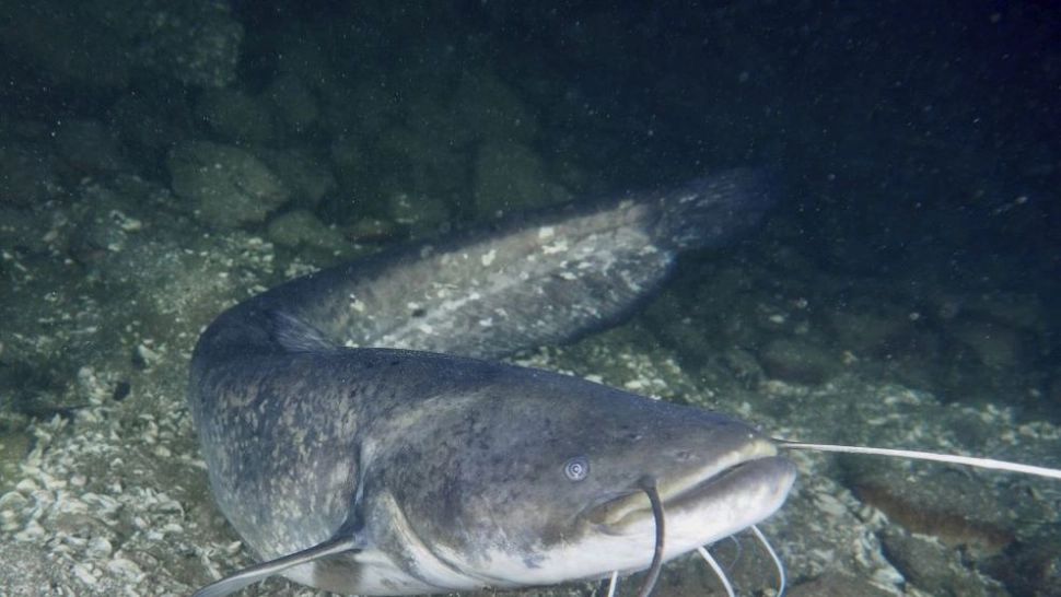 Imagini cu bestia de 90 de kilograme. Somnul care a fost împușcat de polițiști după ce a rănit 5 înotători