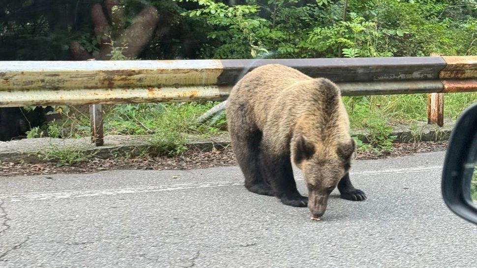 Miercurea-Ciuc, invadat de urși: până la patru intervenții pe zi, în ultimele două săptămâni