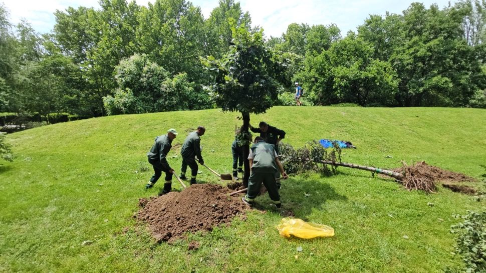 Totul Verde a început transplantarea arborilor de la Unirii în parcurile din sectorul 4