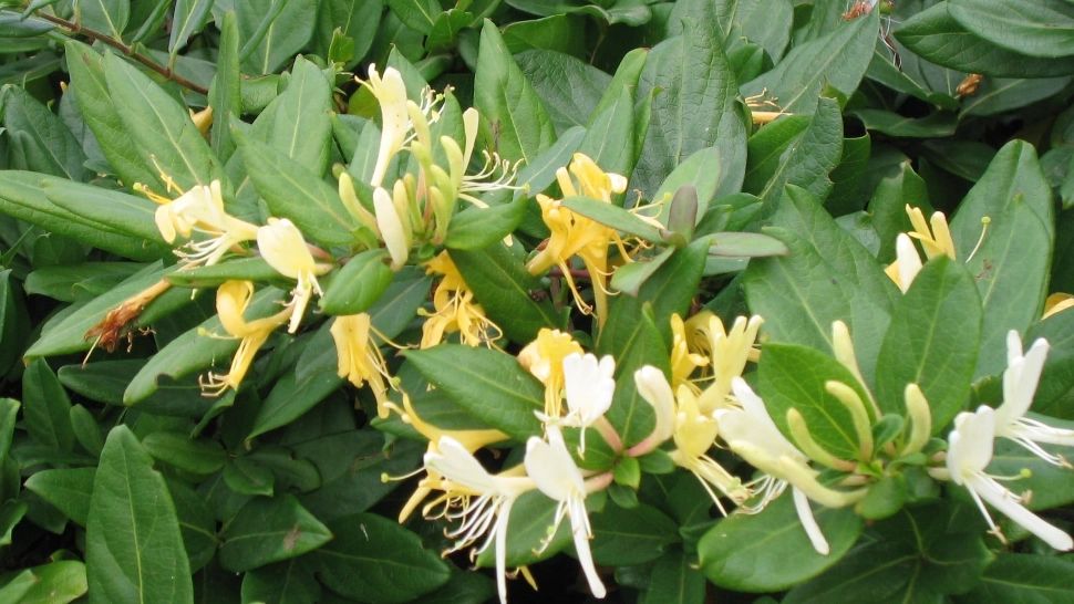 De ce nu mai înflorește Mâna Maicii Domnului? Greșeala comună care sufocă una dintre cele mai parfumate plante ornamentale